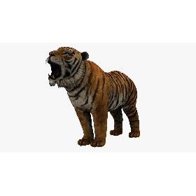 3D Tiger model
